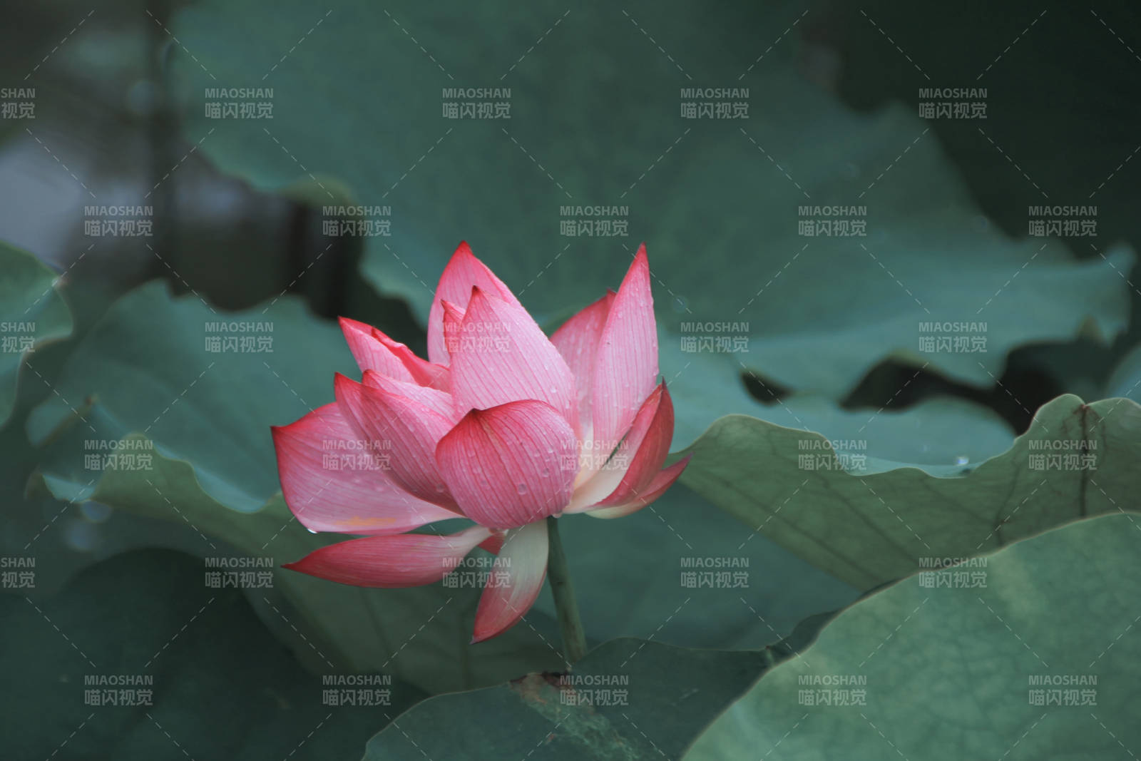 荷花绽放 绿叶相伴图片