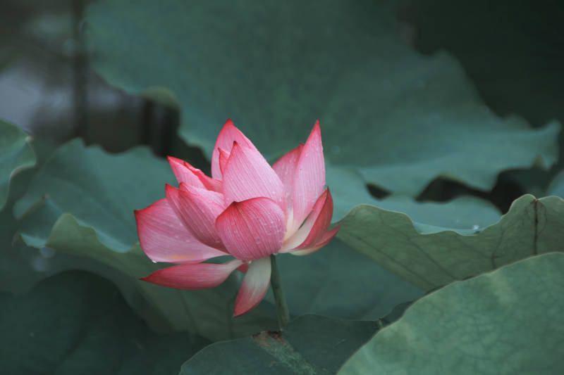 荷花绽放 绿叶相伴图片