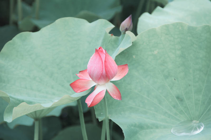 荷花绽放 绿叶相伴图片