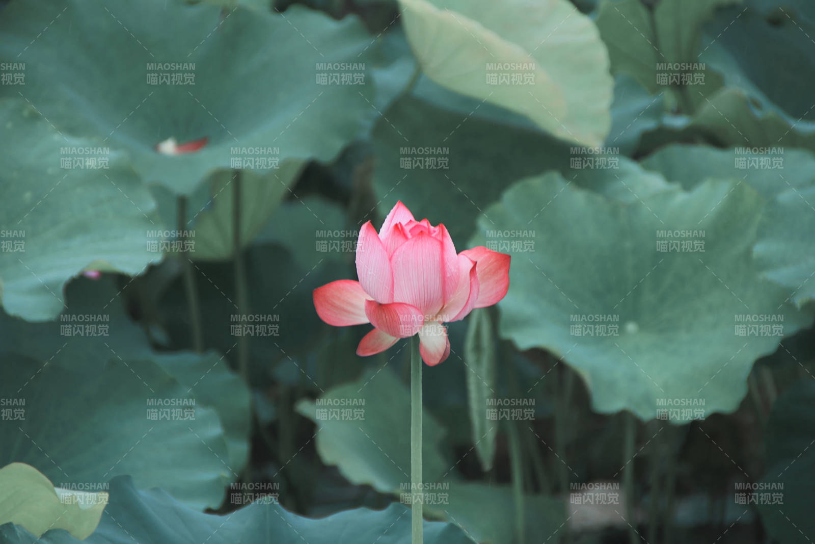 池中莲花静谧绽放图片