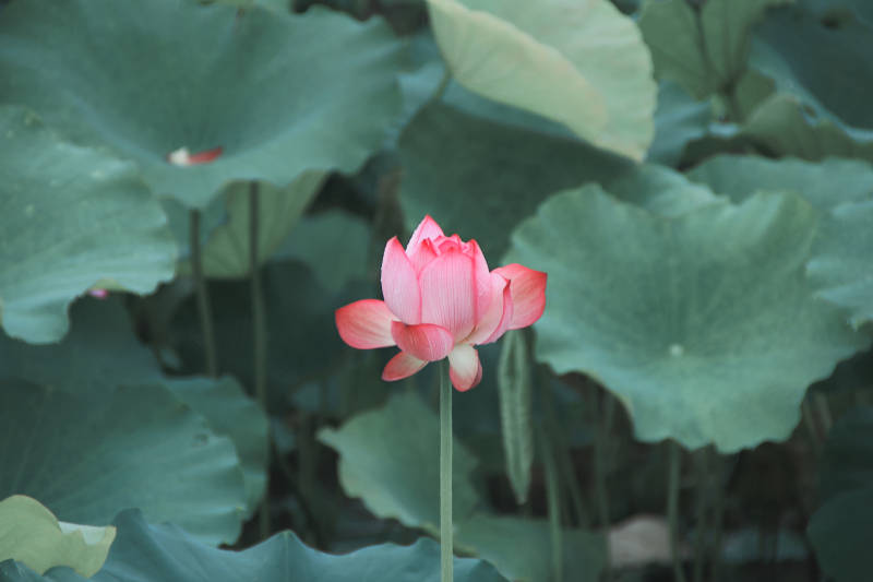 池中莲花静谧绽放图片