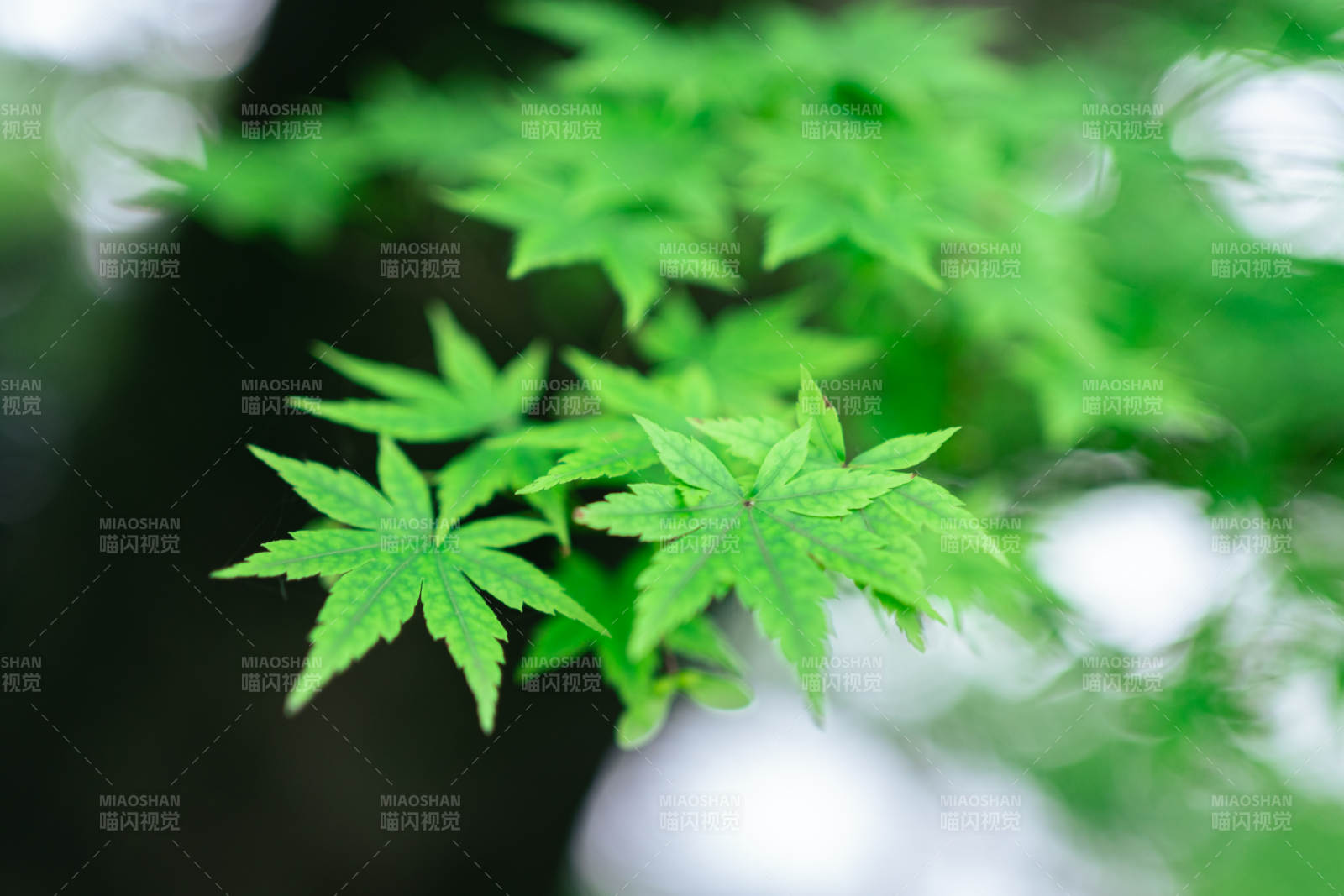 绿叶映春光 生机盎然图片