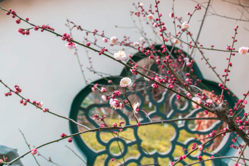 梅花绽放 窗影映衬图片