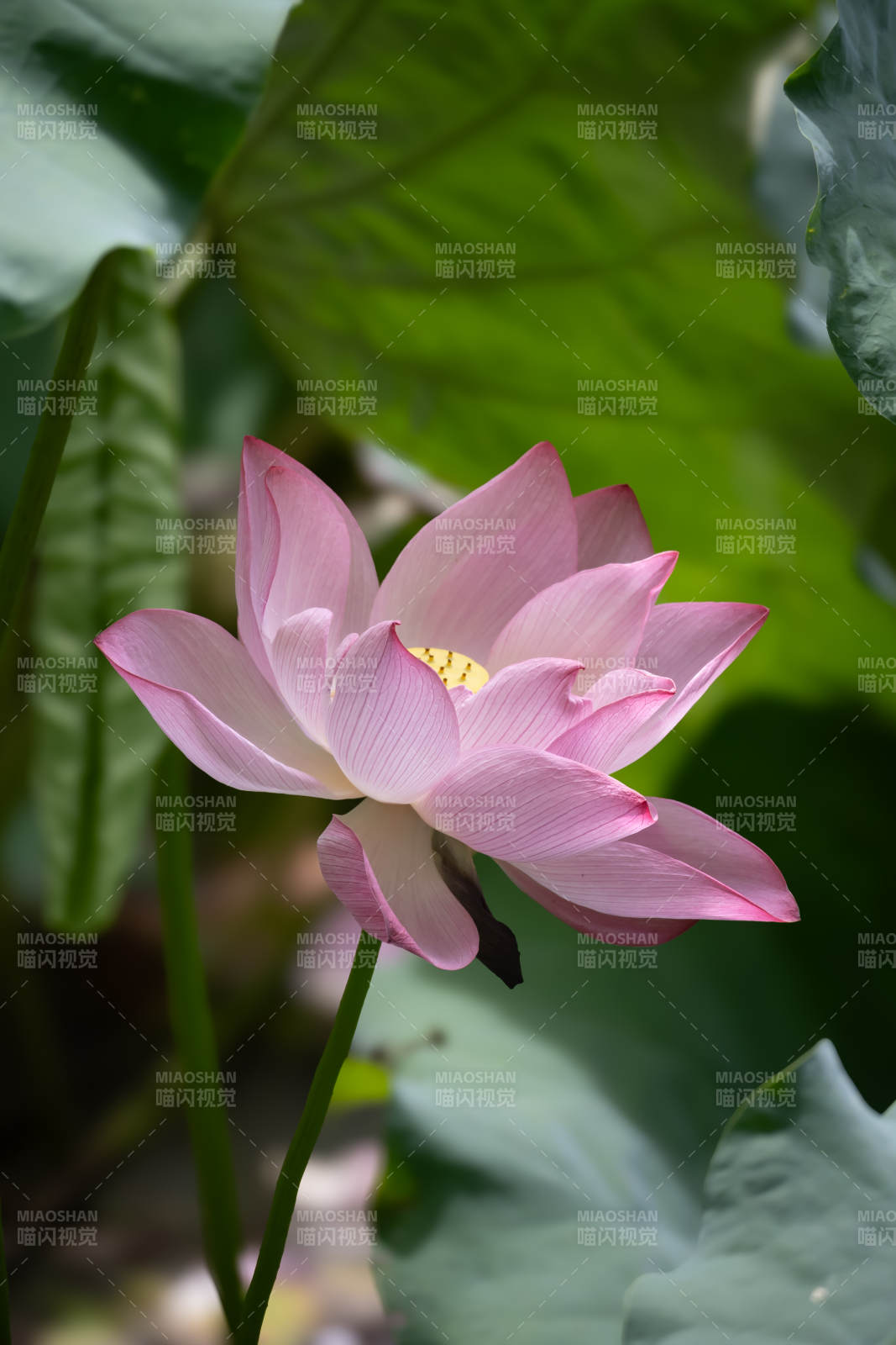 粉嫩莲花映绿叶图片