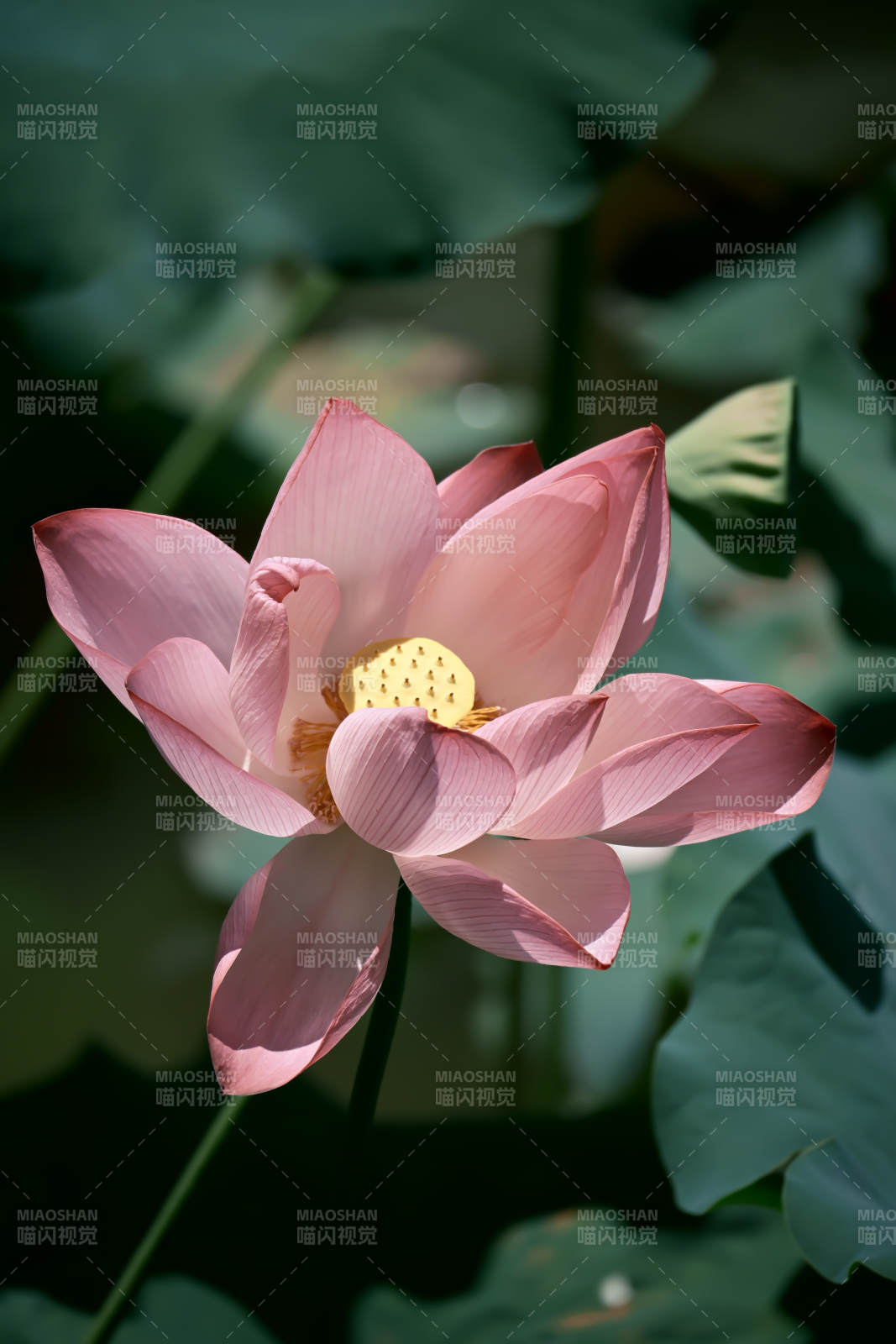 粉嫩莲花映绿叶图片