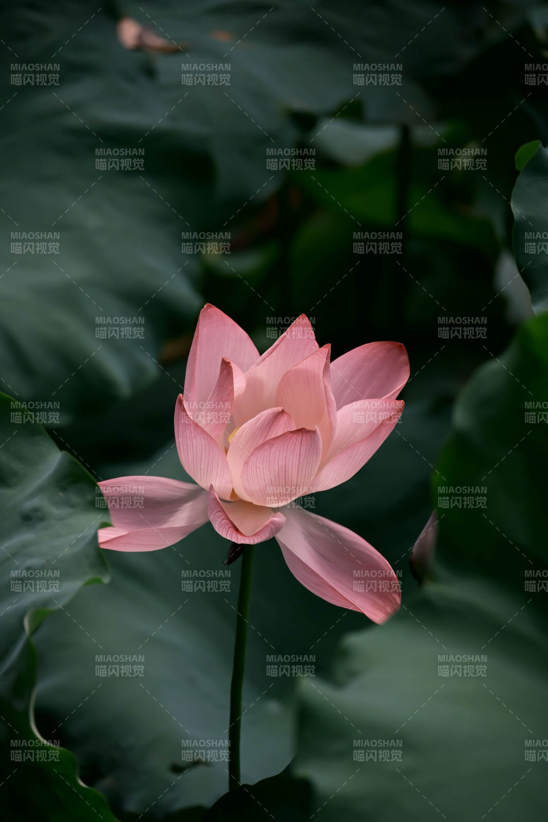 静谧荷塘 粉莲绽放图片