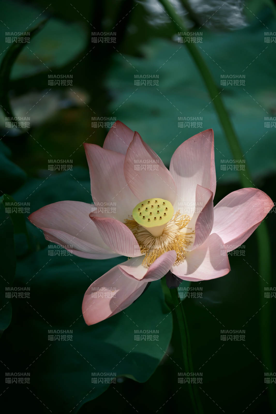 粉莲绽放 静谧池塘图片