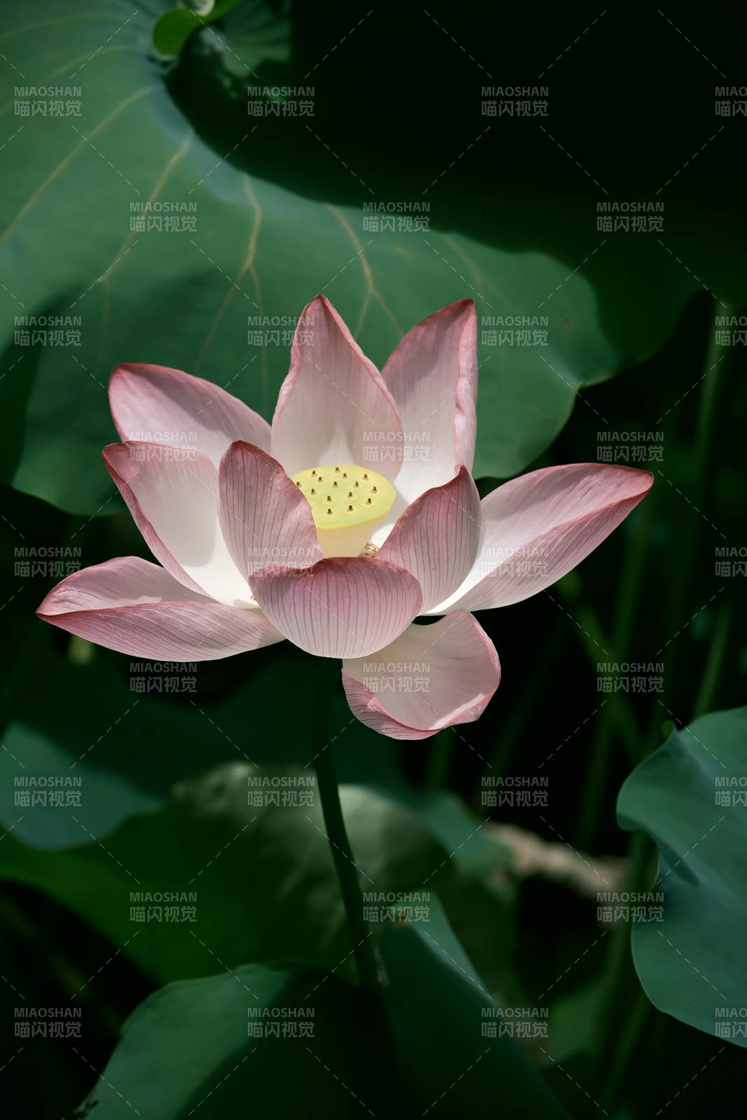 莲花绽放 静谧之美图片