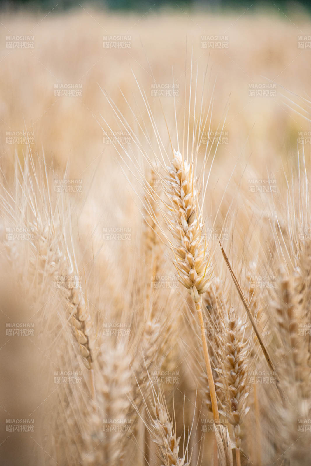 金黄麦穗 丰收在望图片