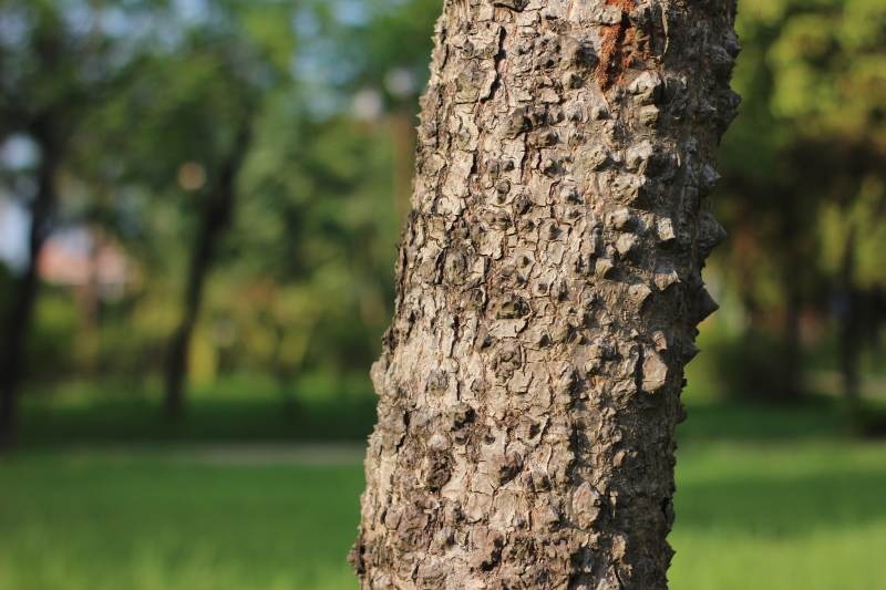 树干纹理与自然背景图片