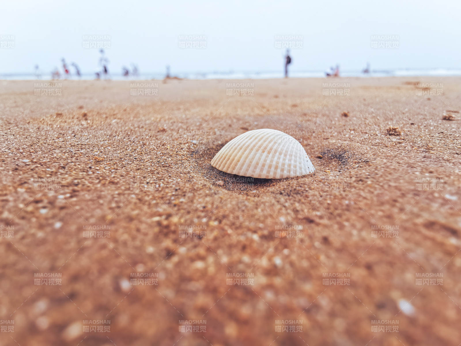 沙滩上的贝壳图片