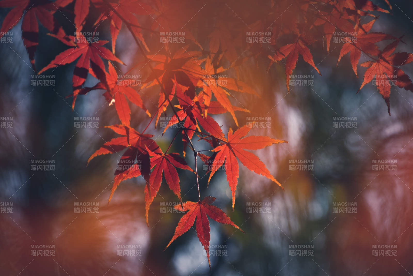 秋日红叶映夕阳图片