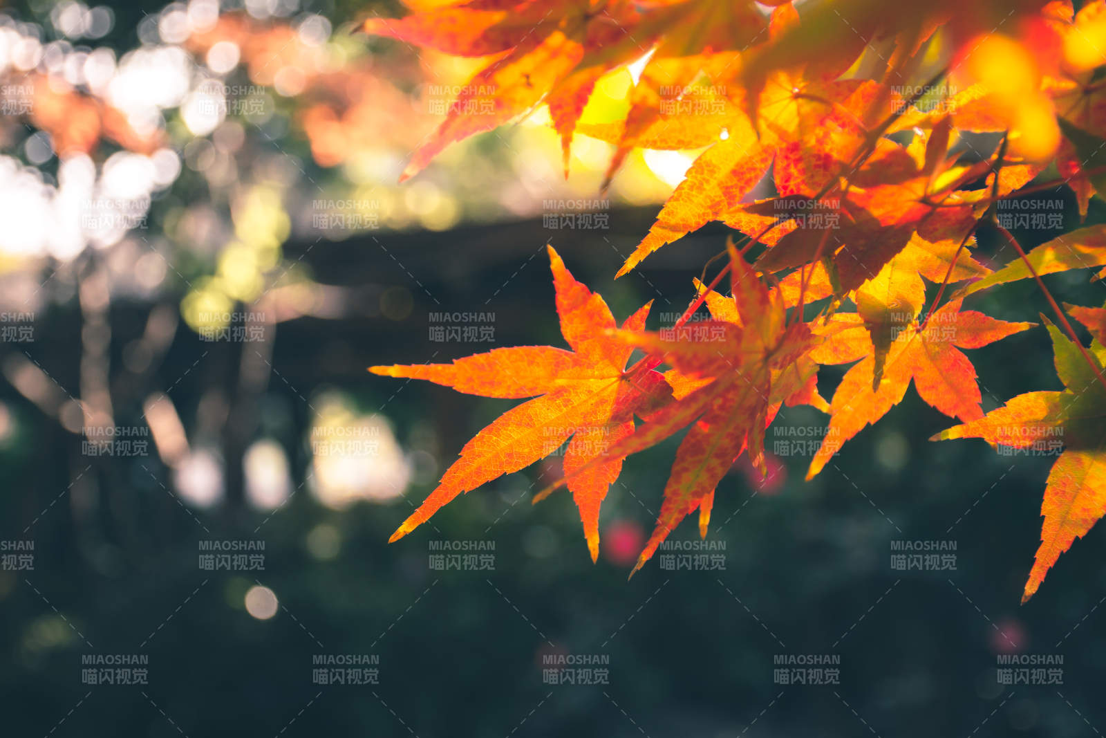 秋日暖阳下的枫叶图片