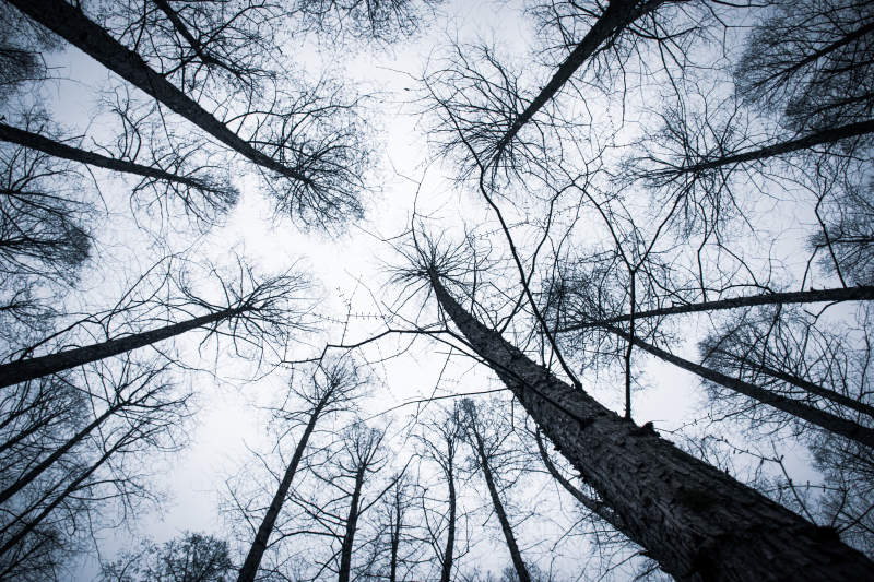 冬日森林的仰望图片