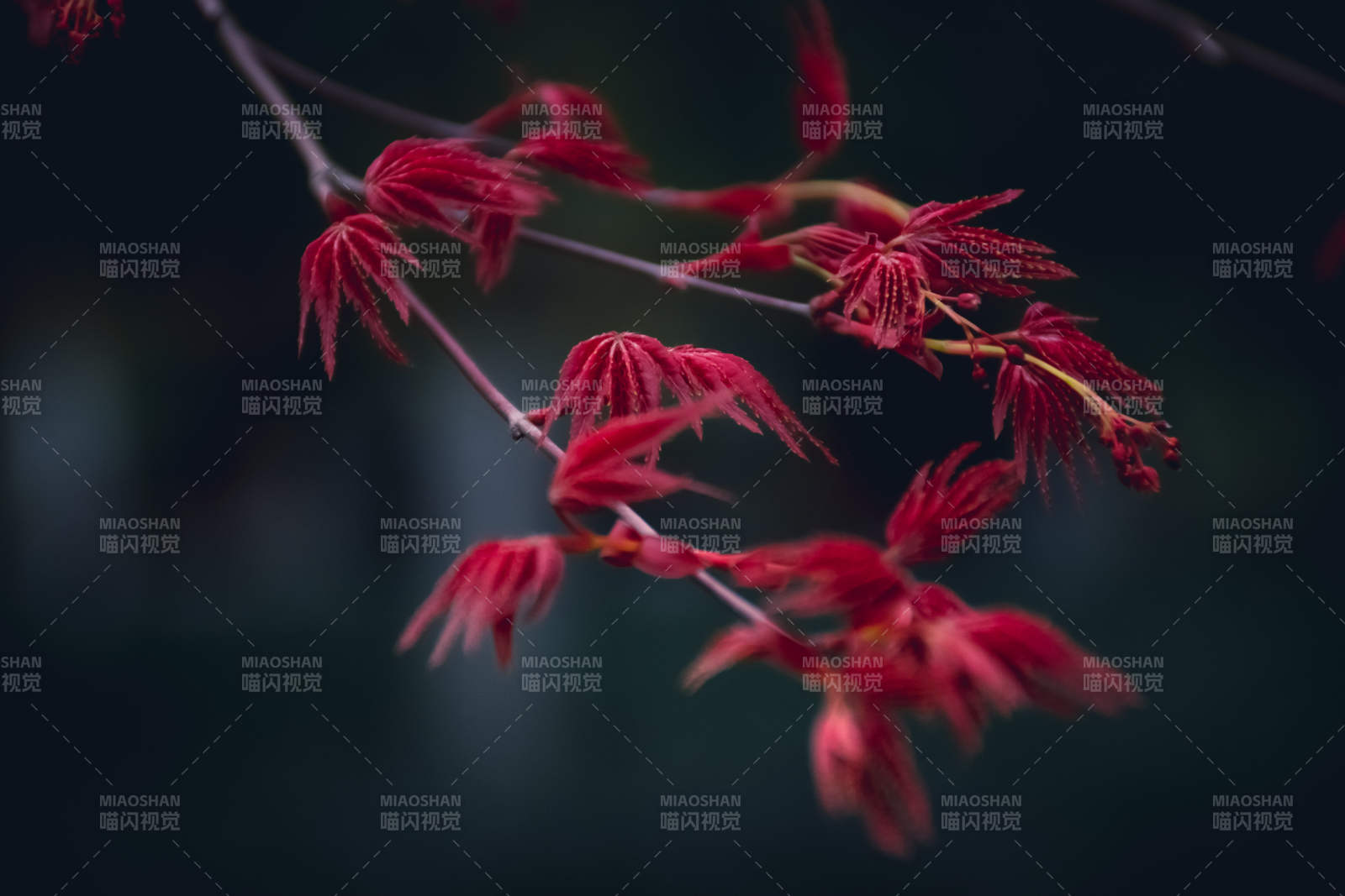 红叶枝头 秋意浓情图片