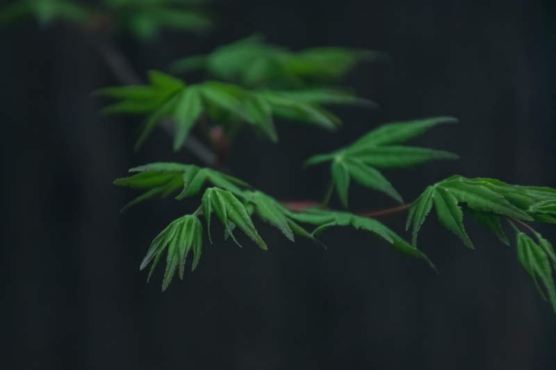 新绿枝叶 静谧自然图片