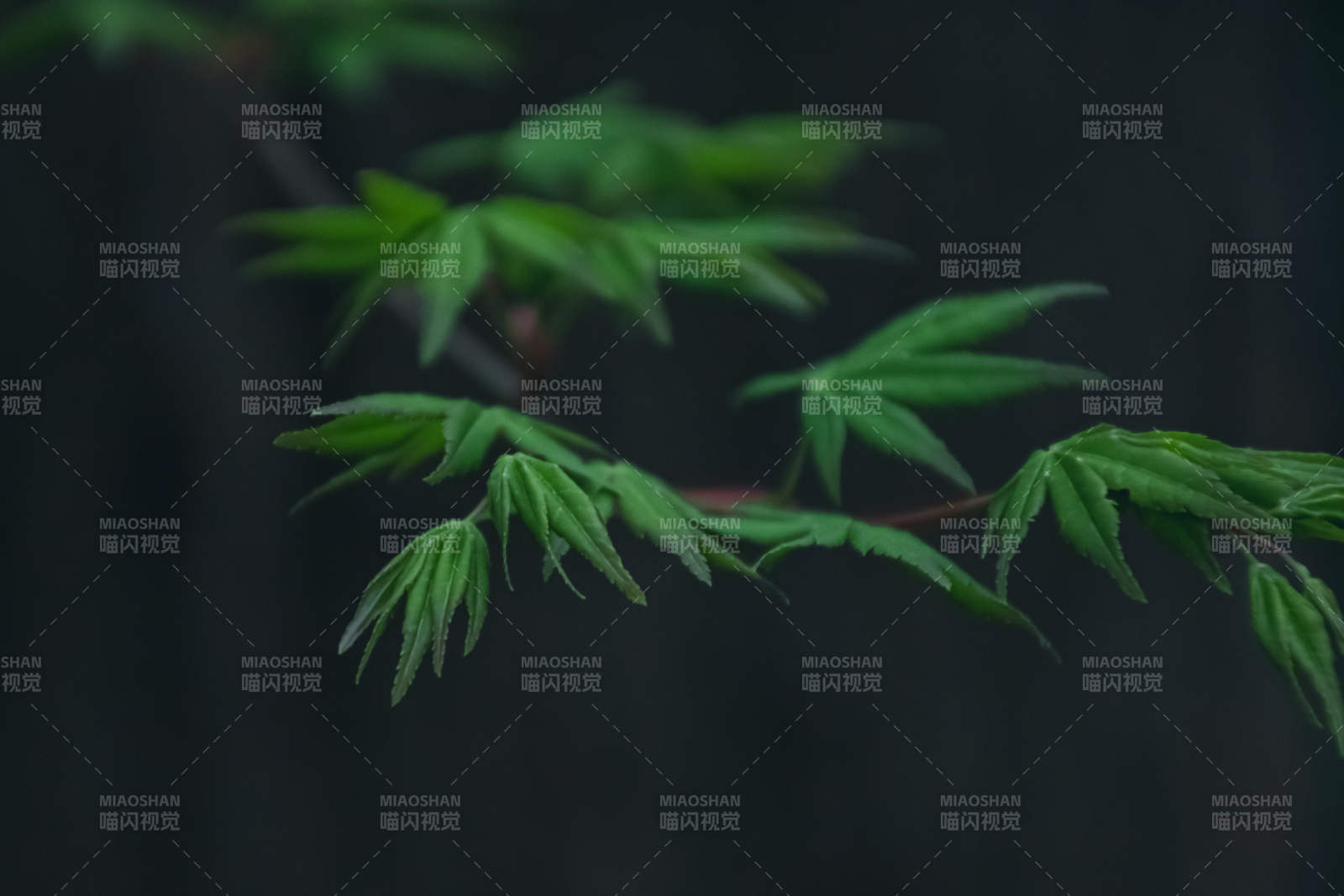 新绿枝叶 静谧自然图片