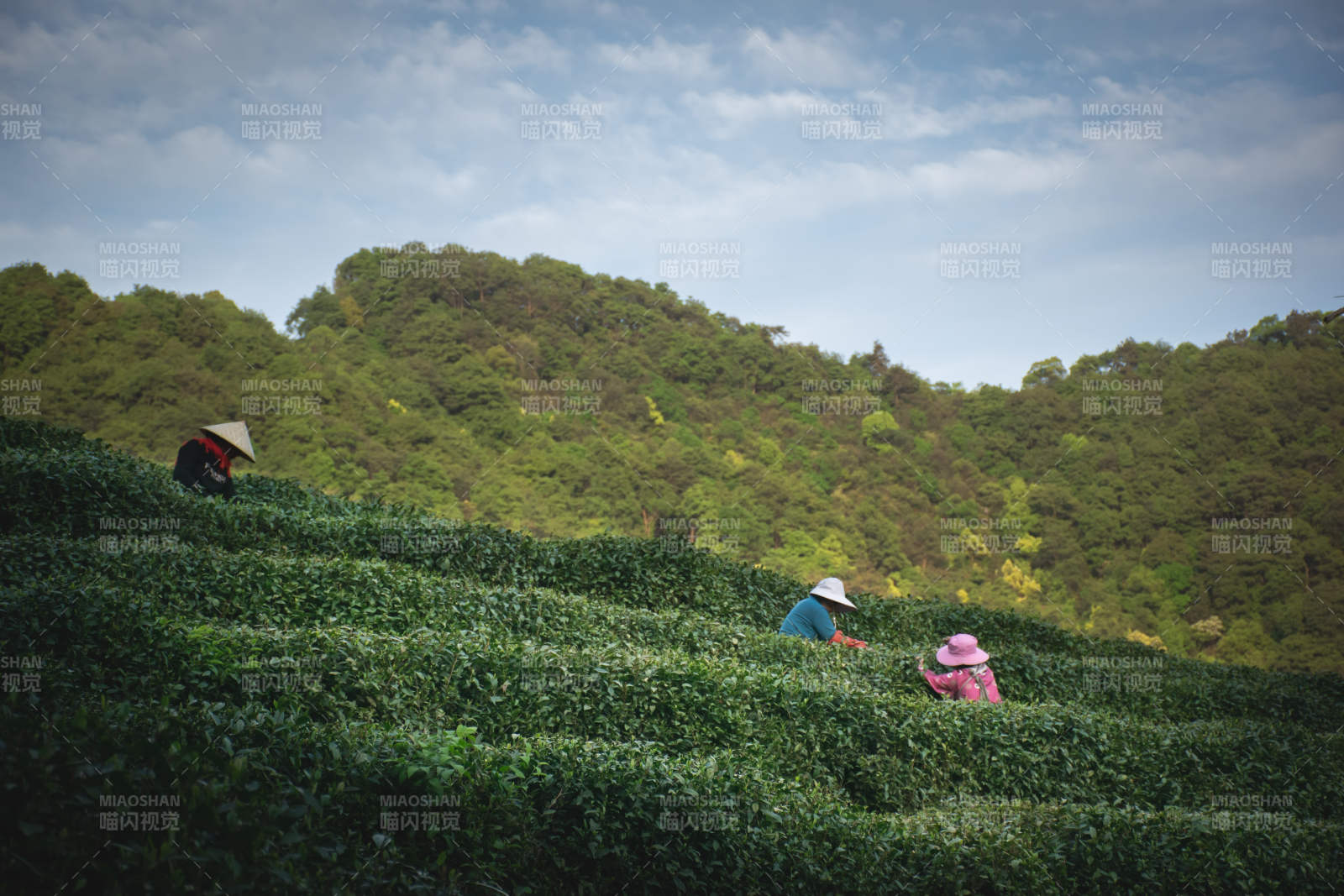 茶园采茶人忙碌景象--龙井图片