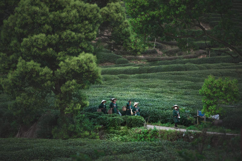 茶园劳作 绿意盎然--杭州龙井图片