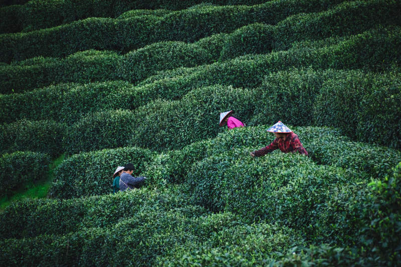 茶园采茶忙图片