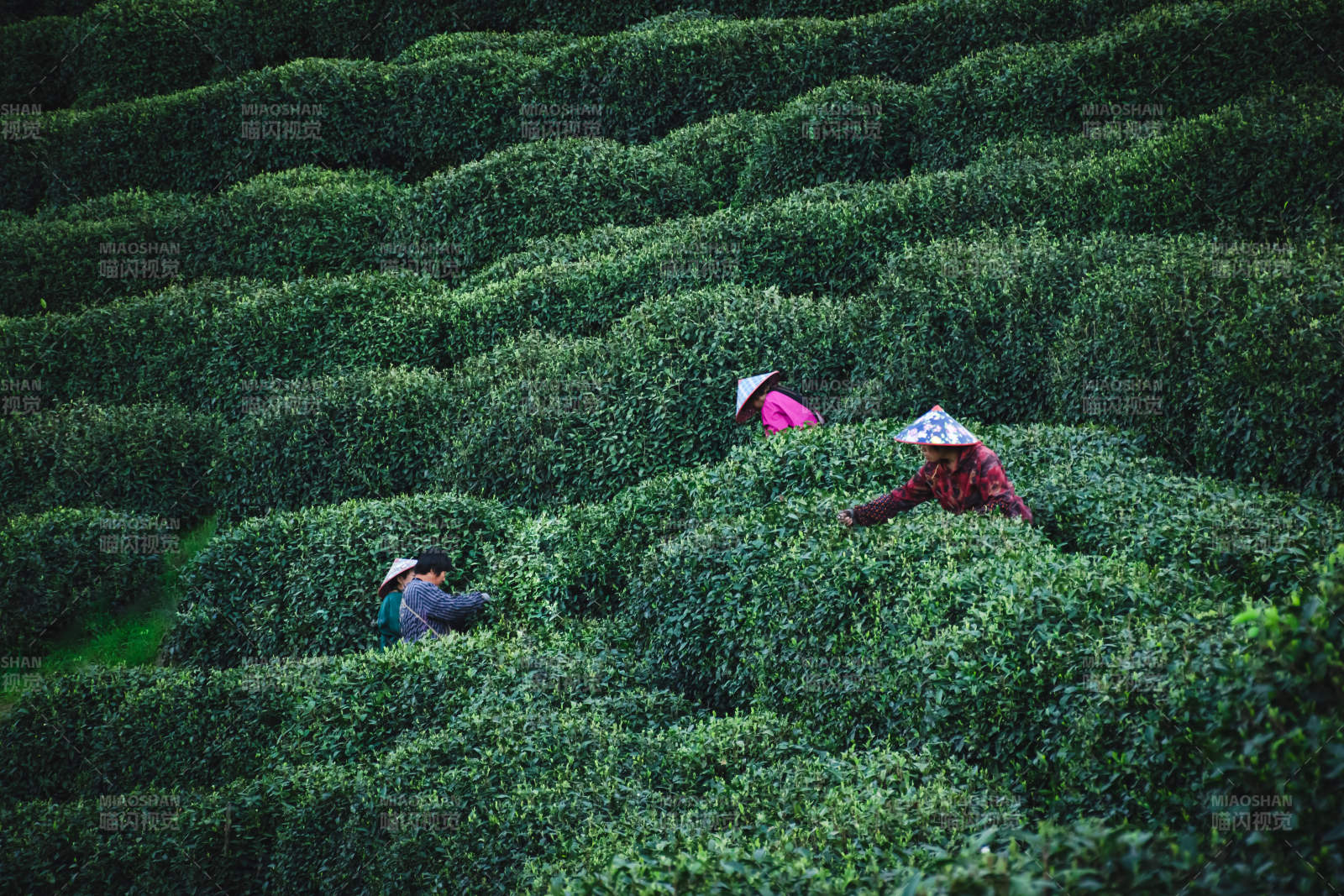 茶园采茶忙图片