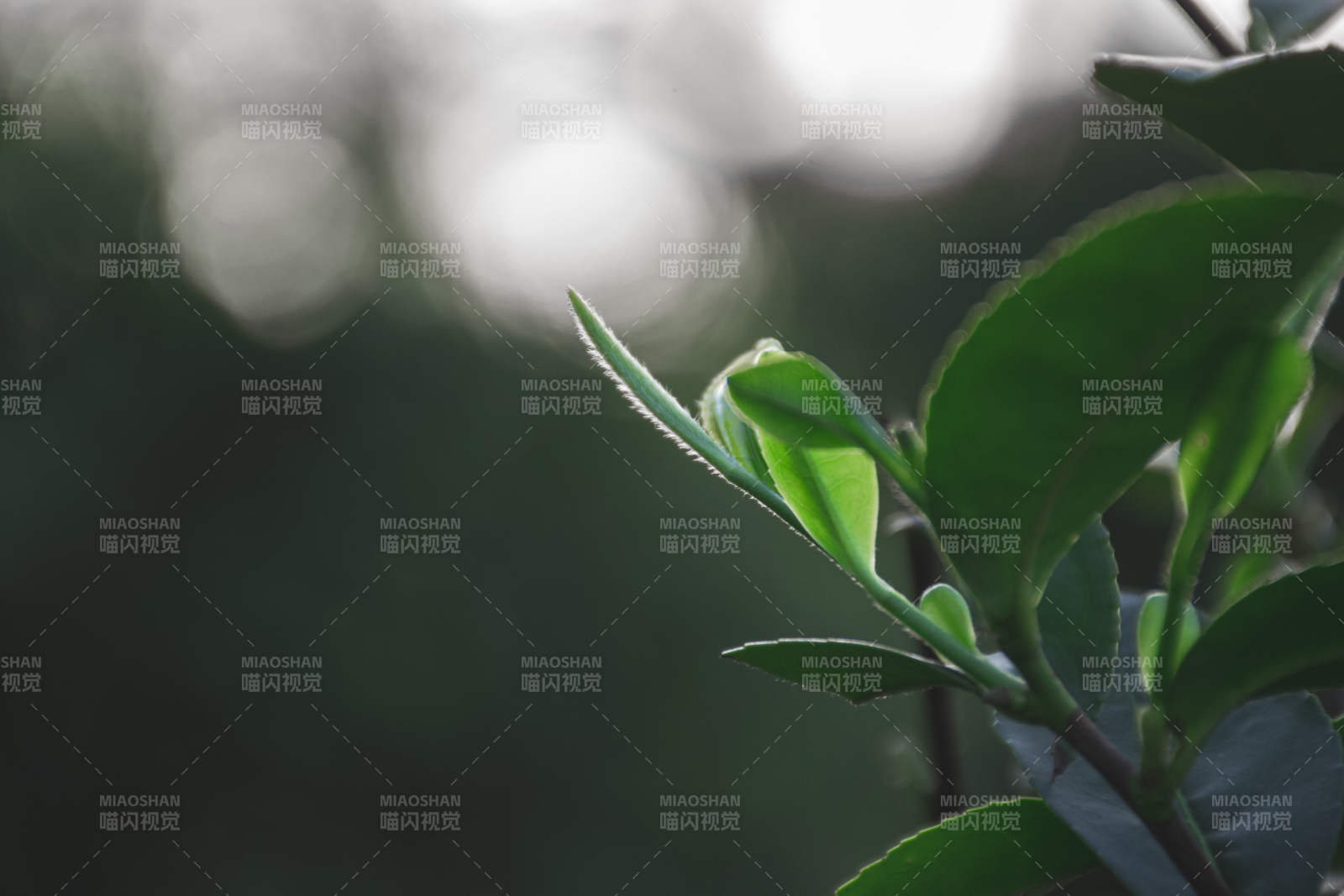 绿叶新生 晨光微露图片