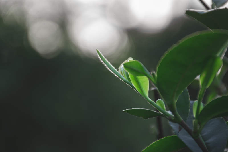 绿叶新生 晨光微露图片