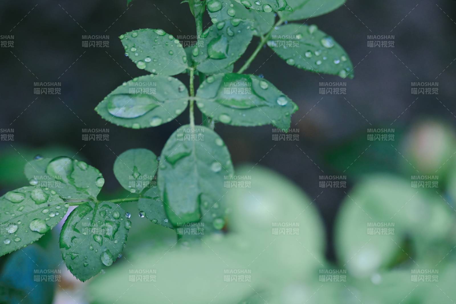 雨后绿叶上的水珠图片