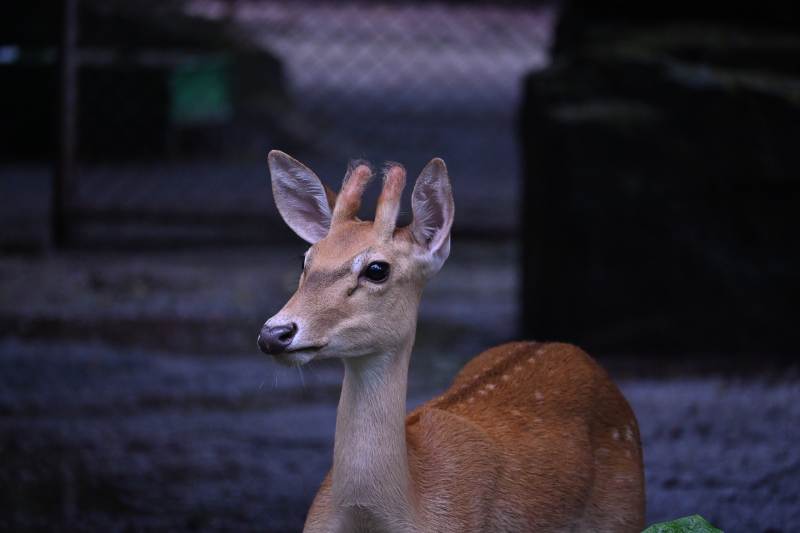 静谧中的小鹿图片