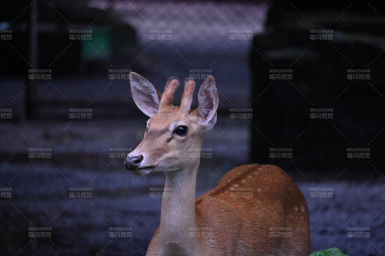 静谧中的小鹿图片