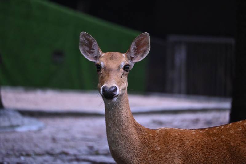 鹿园中的小鹿图片