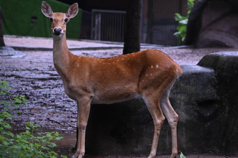 雨中鹿影 自然之美图片