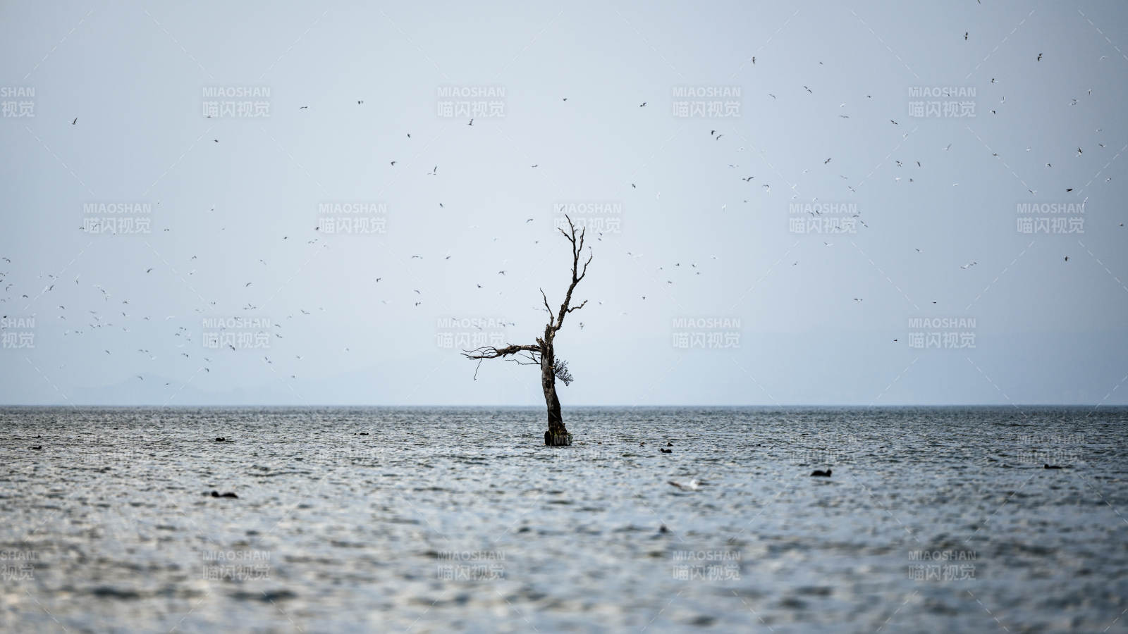 孤树水中立 群鸟绕飞舞图片