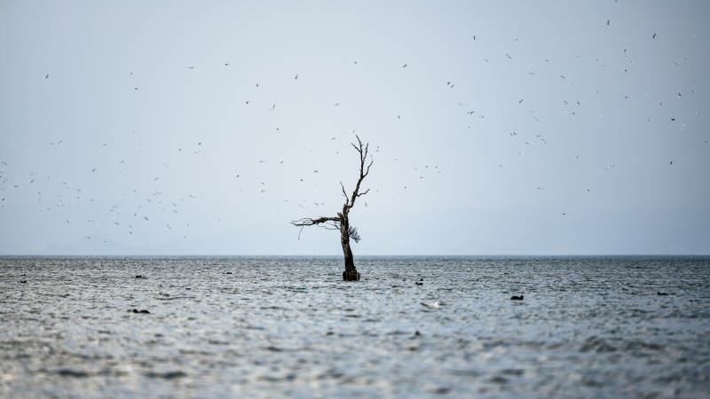孤树水中立 群鸟绕飞舞图片
