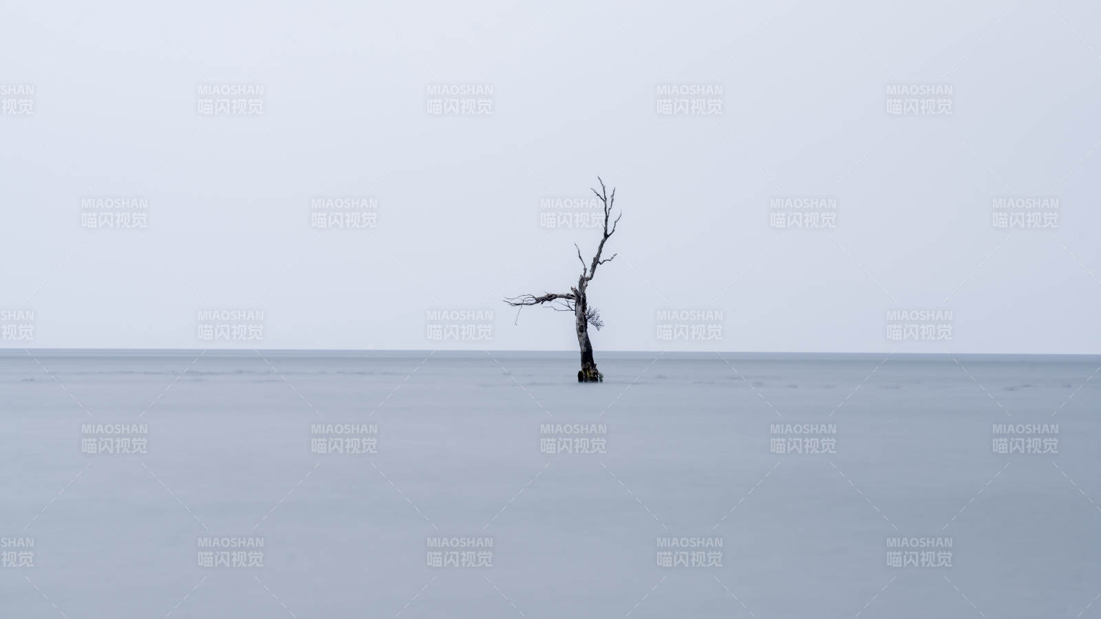 孤树静立雪海中图片