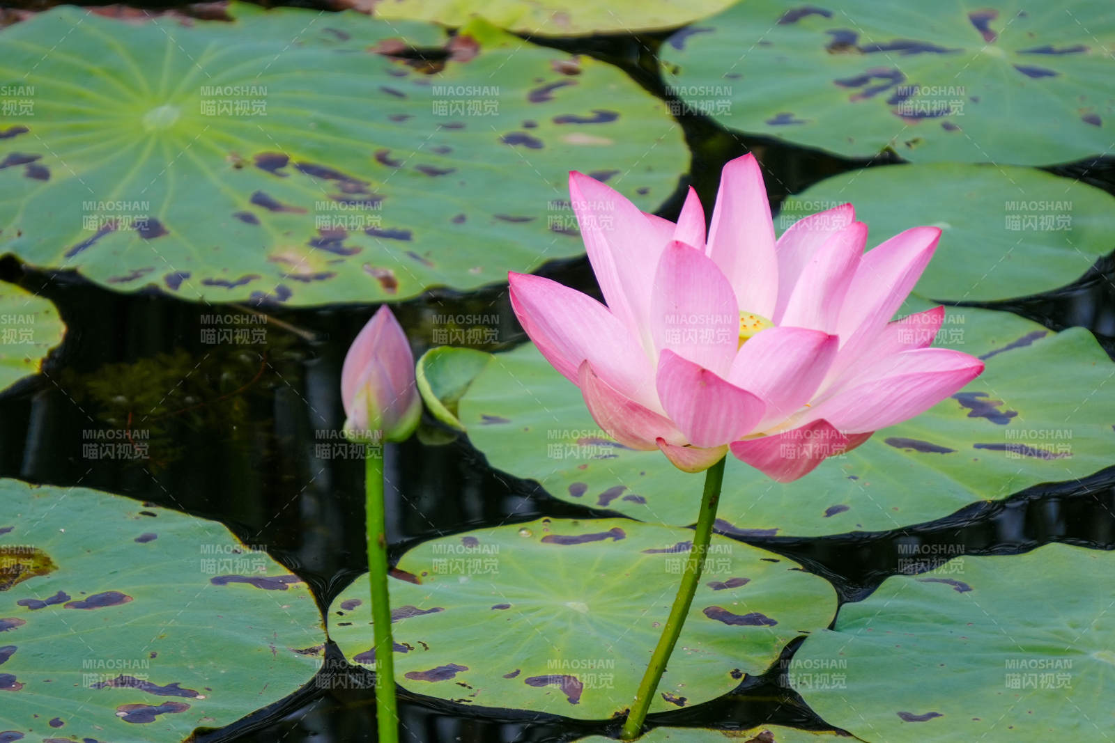 池塘中的粉色莲花图片
