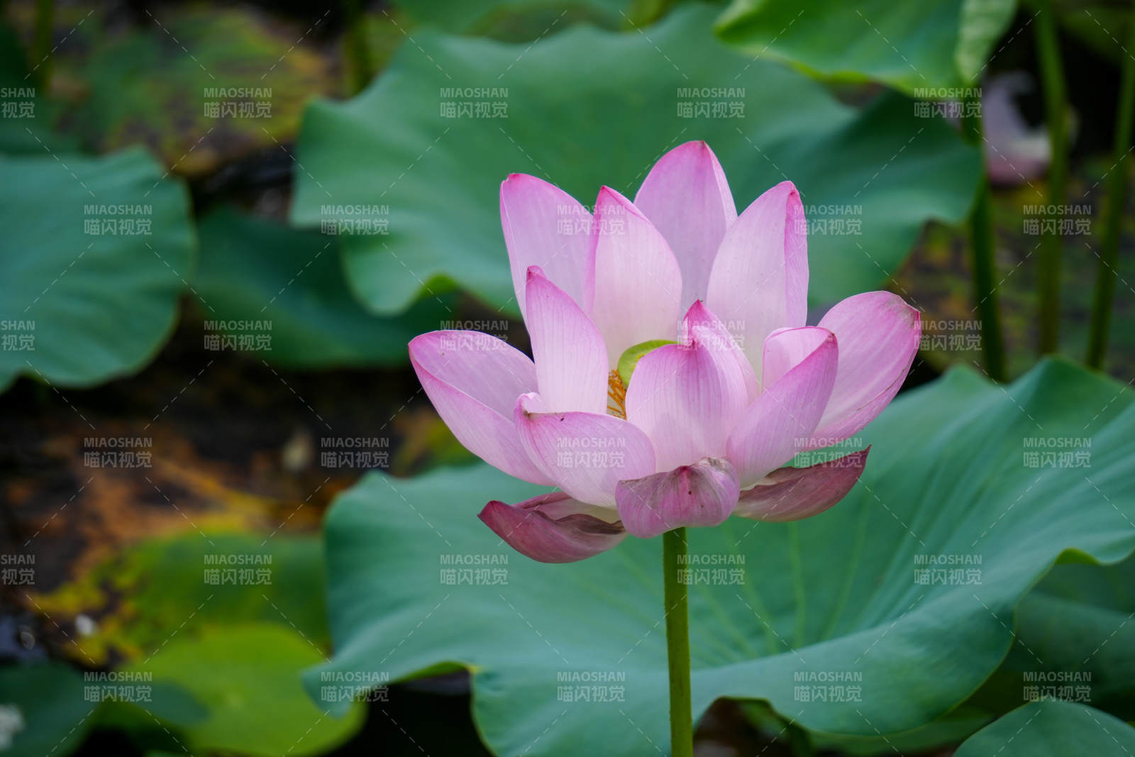 粉嫩莲花静谧绽放图片