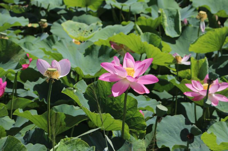荷塘盛开的粉色莲花图片