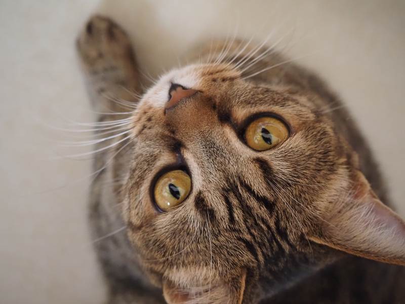 猫咪仰望 眼神好奇图片