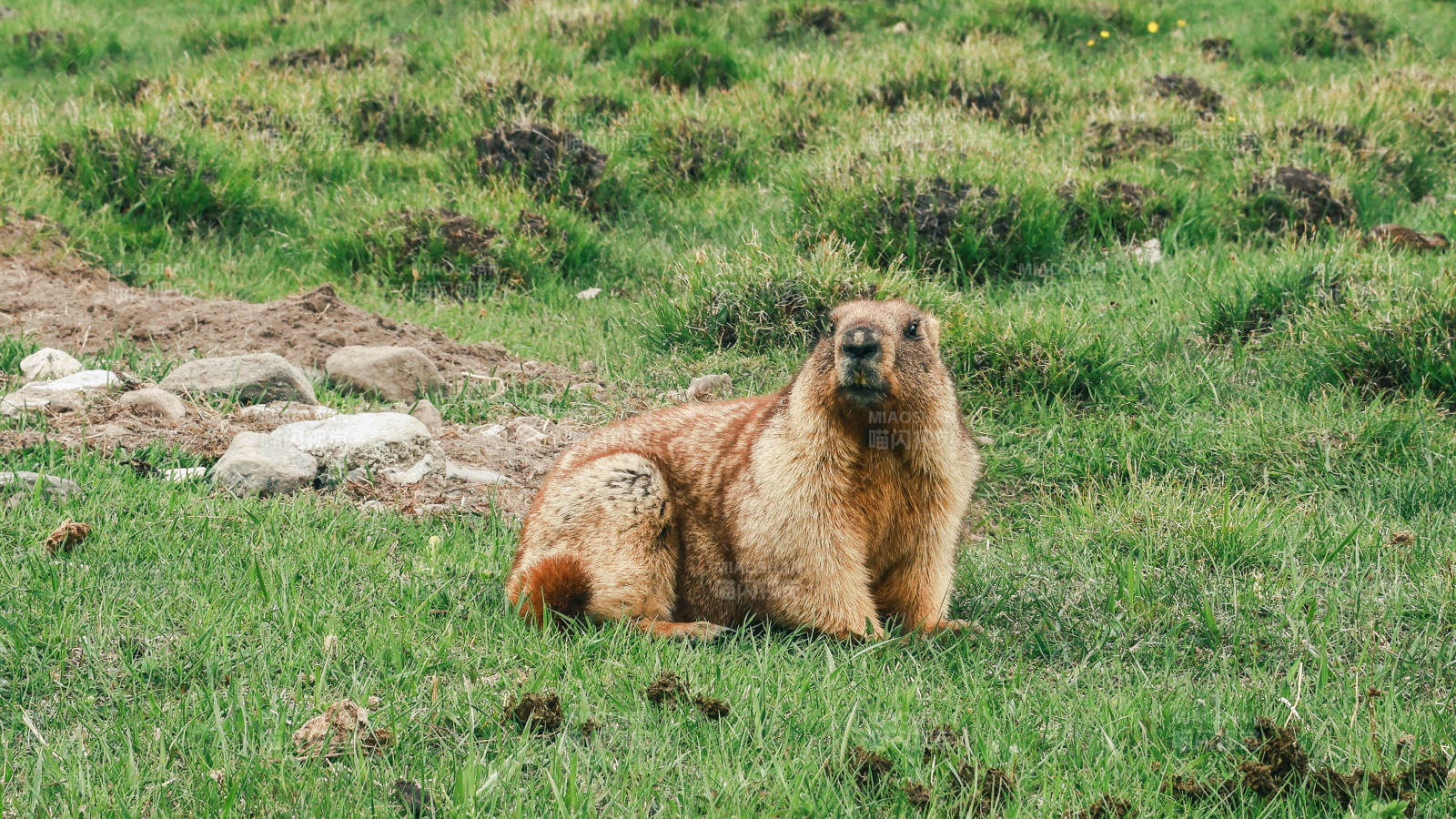 草地上的土拨鼠图片