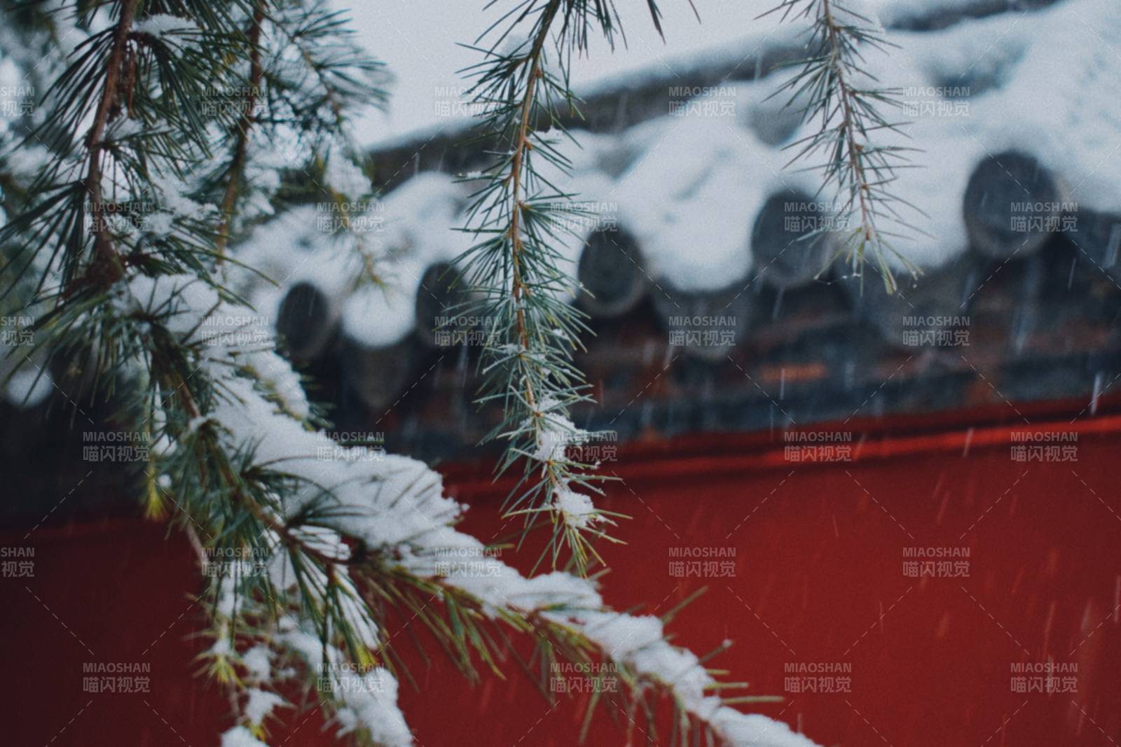 雪落松枝映红墙图片