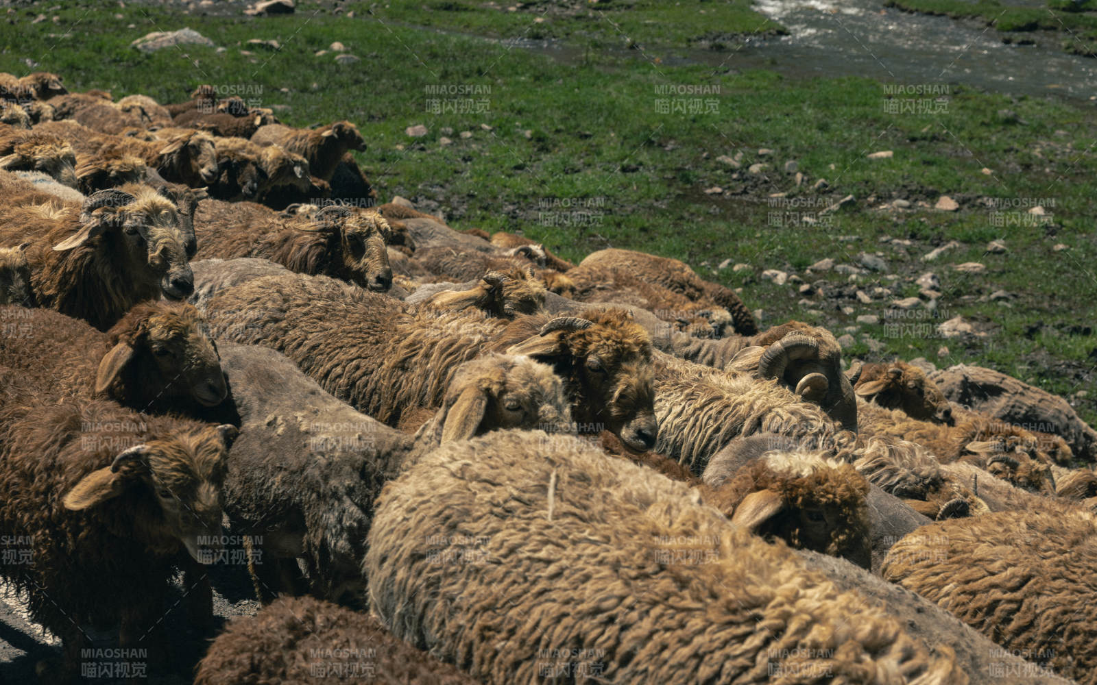 羊群在草地上休息图片