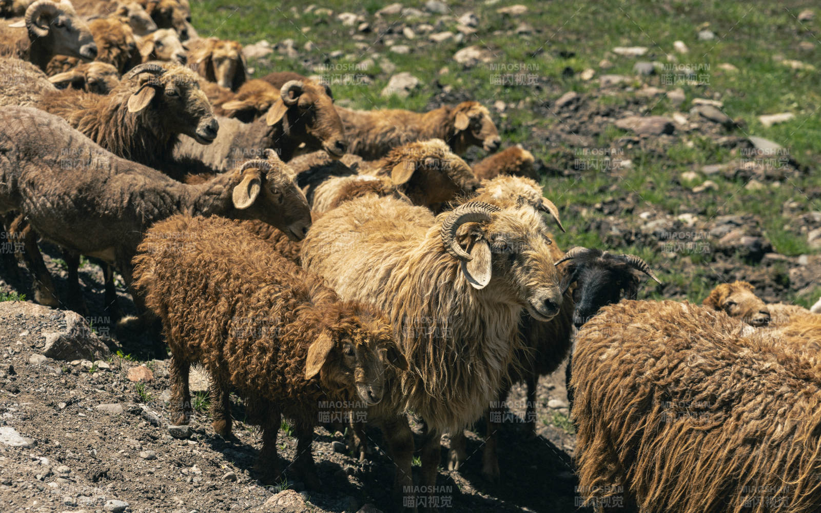 山羊群在山坡上觅食图片