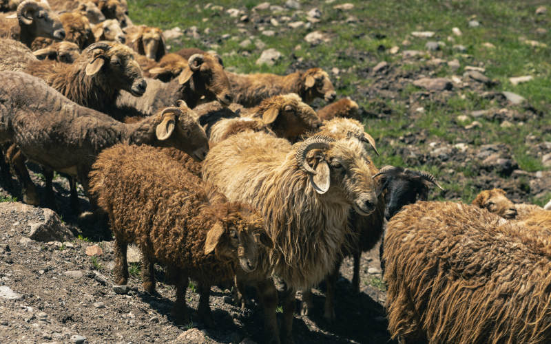 山羊群在山坡上觅食图片