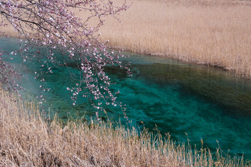 湖畔樱花映碧水图片