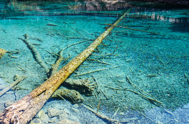 清澈湖底的沉木景象图片