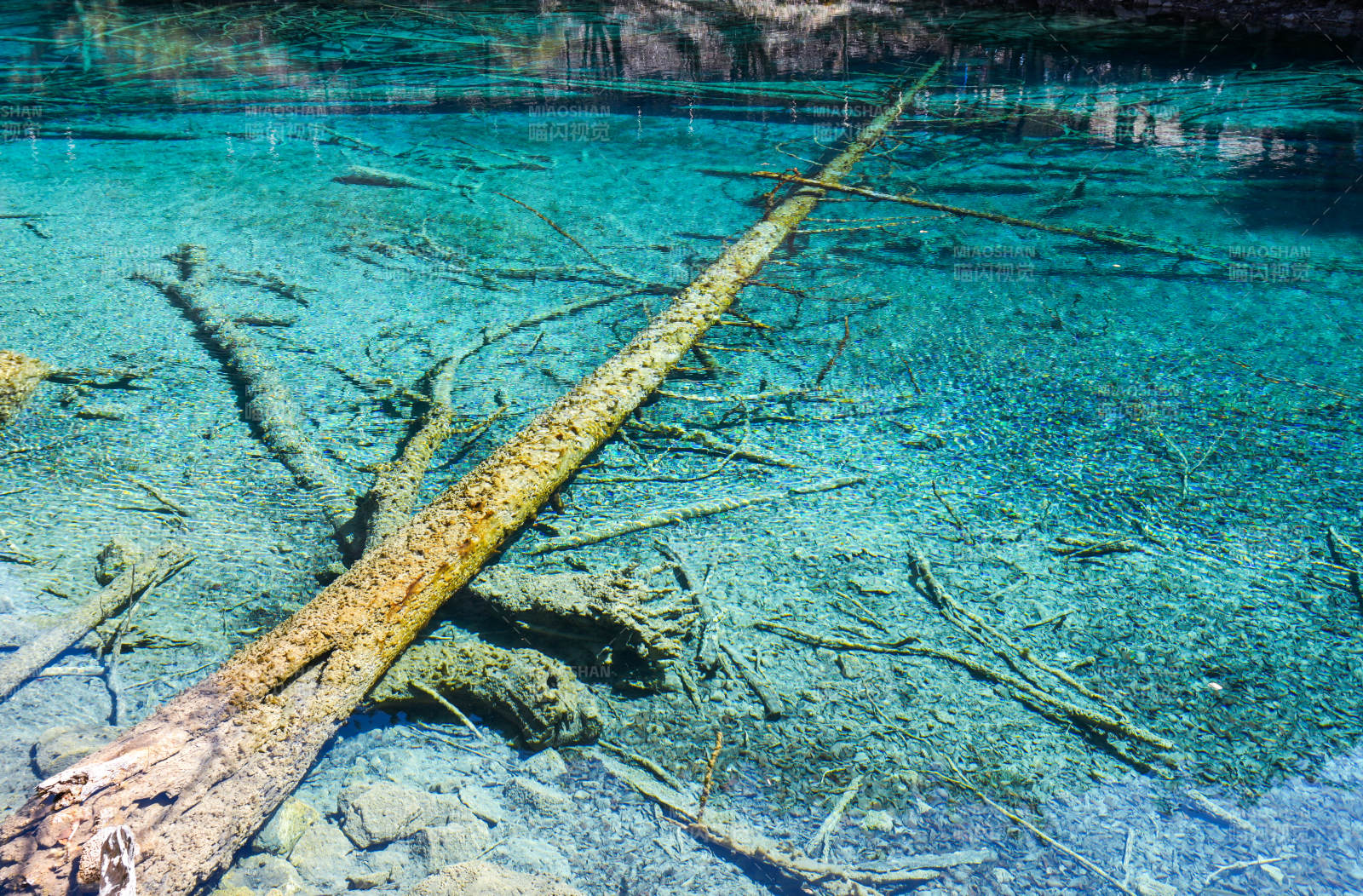 清澈湖底的沉木景象图片