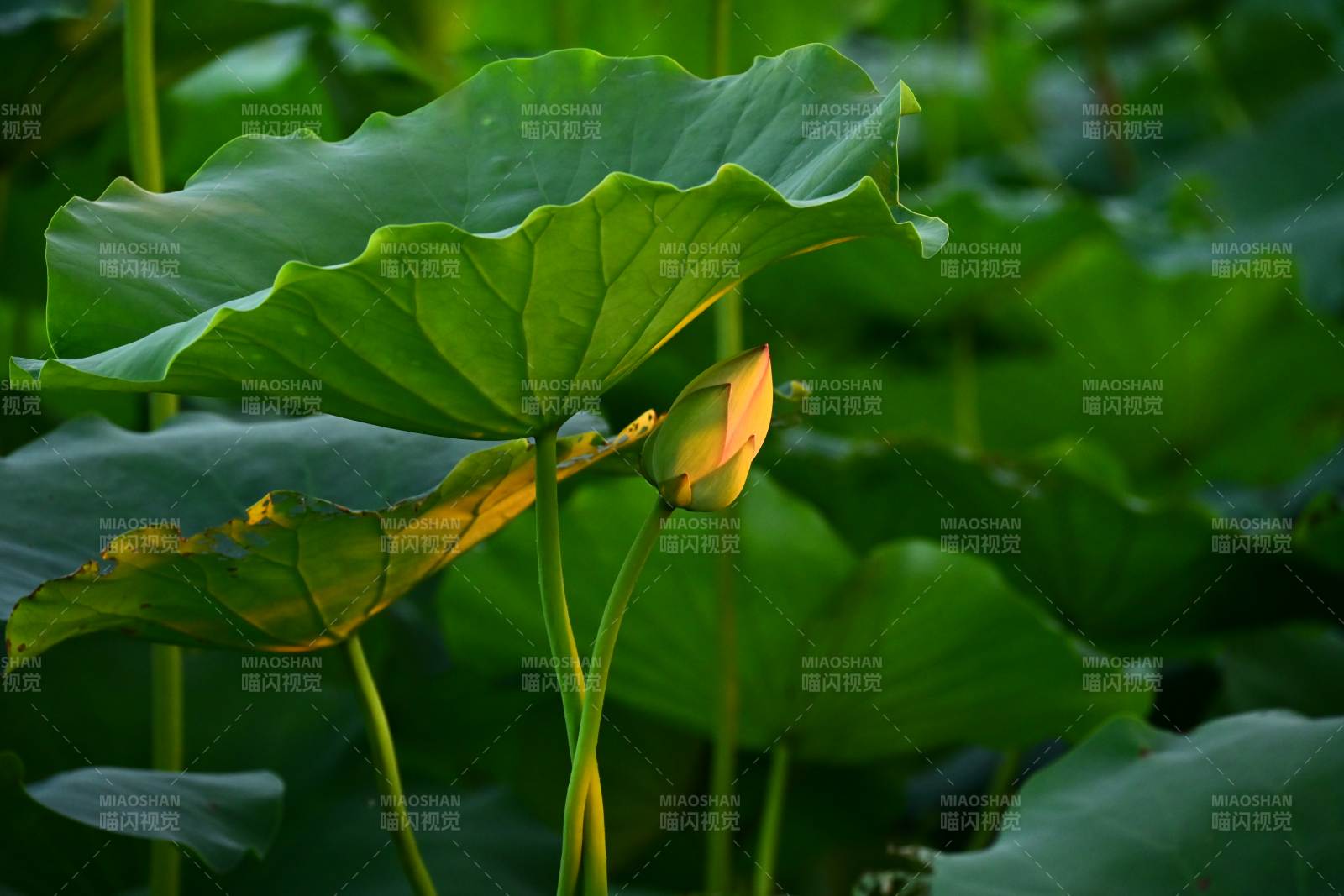 荷叶映衬莲花初绽图片