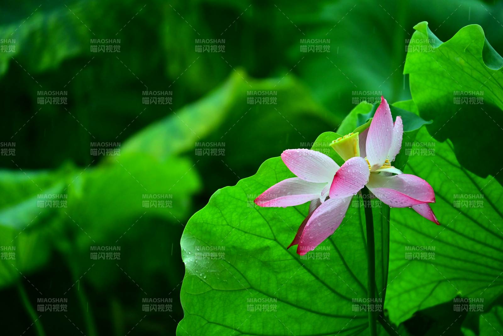 荷花绽放 绿叶相伴图片