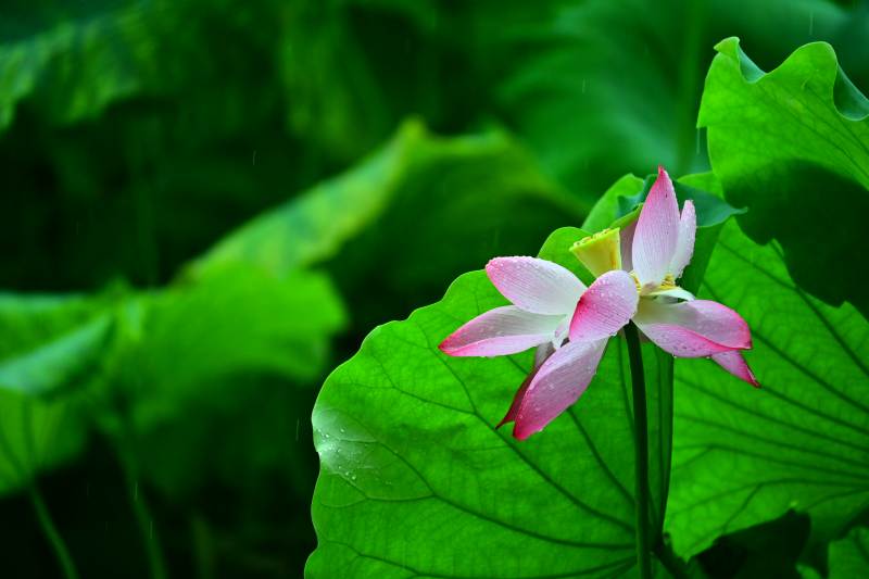 荷花绽放 绿叶相伴图片